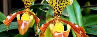 Орхідея Венерін башмачок (Paphiopedilum): вирощування і догляд у домашніх умовах і в саду