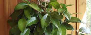 Хойя карноза (Hoya carnosa, хойя м'ясиста): сорти, догляд у домашніх умовах