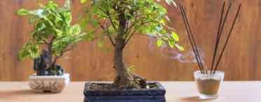 Дерево бонсай: догляд і вирощування в домашніх умовах