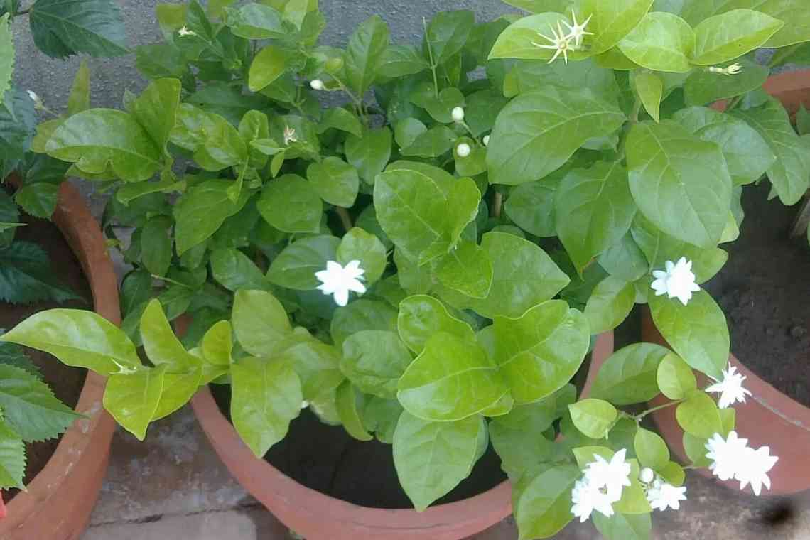 Жасмін самбак (Jasminum sambac): вирощування і догляд у домашніх умовах
