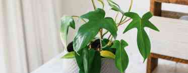 Філодендрон (Philodendron): види, опис, догляд у домашніх умовах