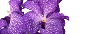 Орхідея Ванда: опис, вирощування і догляд у домашніх умовах