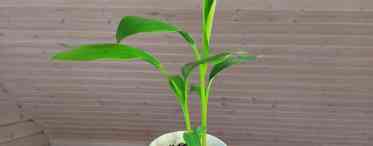 Бананове дерево: як посадити і виростити в домашніх умовах