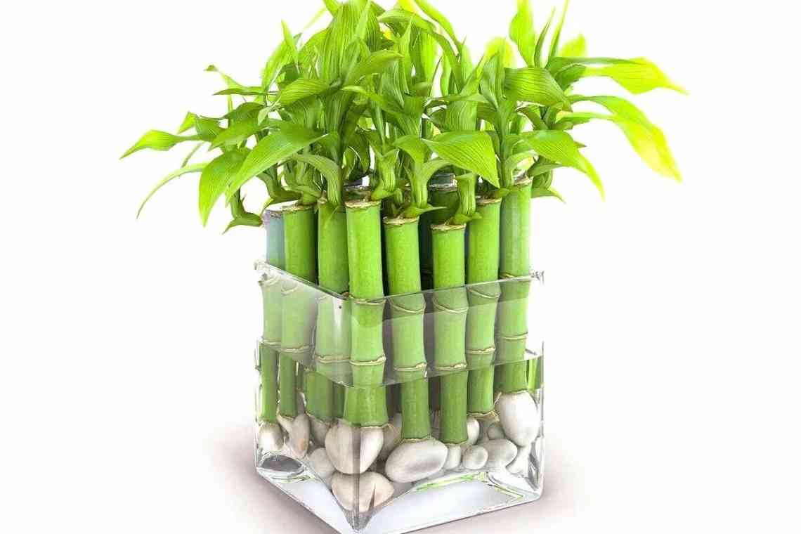 Драцена Сандера або щасливий бамбук: розмноження, догляд і вирощування в домашніх умовах
