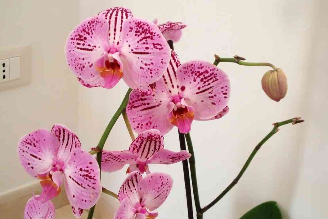 Як правильно доглядати за орхідеєю в домашніх умовах?