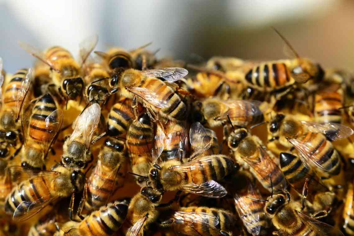 8 фактів про бджіл, маленьких трудівників, які варті того, щоб трошки здивуватися