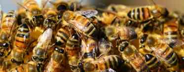 8 фактів про бджіл, маленьких трудівників, які варті того, щоб трошки здивуватися