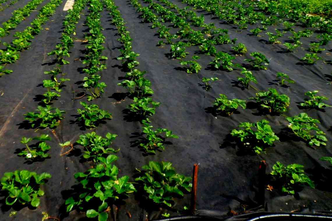 Агроволокно: доступный путь к высоким урожаям