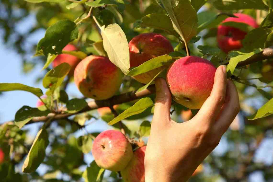 Чим обприскати яблуню від пари восени. Обробка яблуні в різні періоди зростання