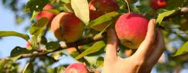 Чим обприскати яблуню від пари восени. Обробка яблуні в різні періоди зростання