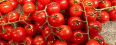 Як самостійно заготовити насіння томатів самостійно. Як заготувати насіння помідорів