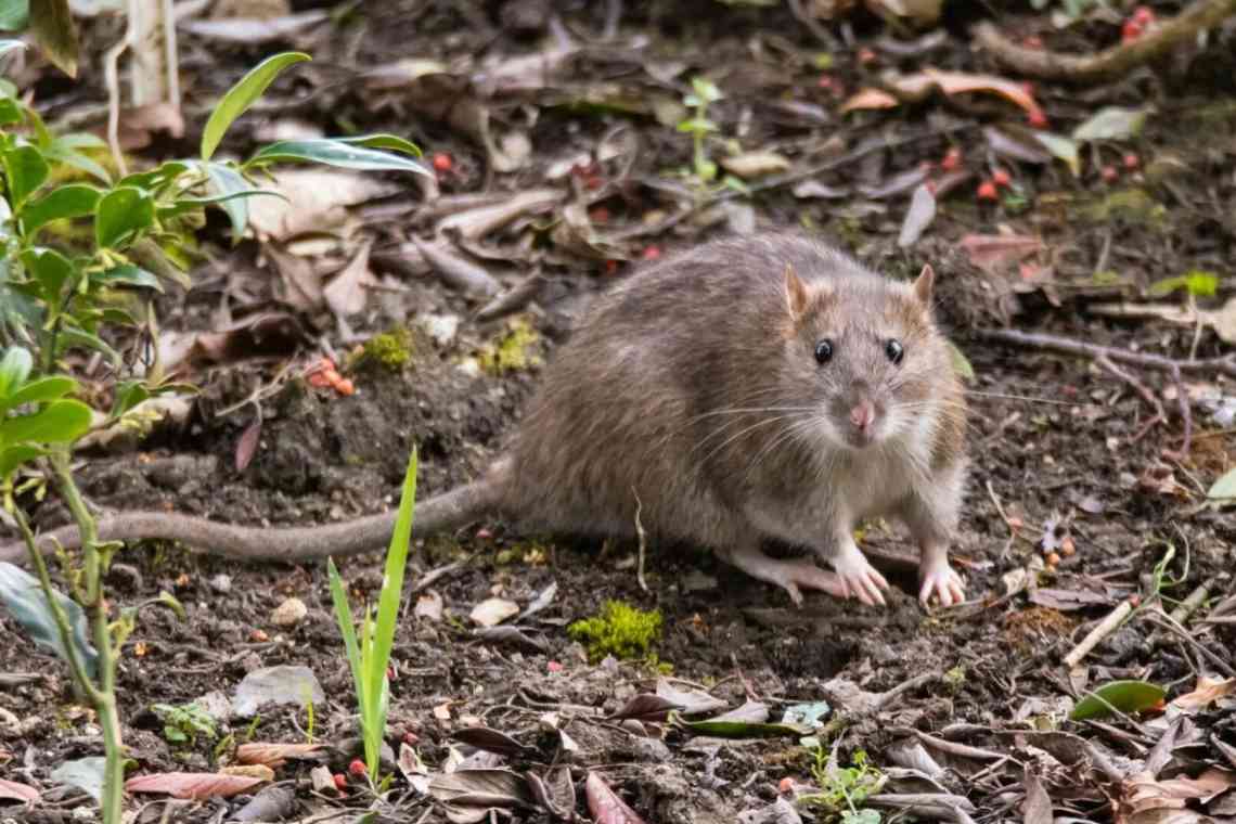 Як боротися з мишами на садовій ділянці. Як боротися з гризунами: заходи профілактики