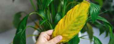 Чому у каланхое жовтіють і сохнуть листя і що робити. Хвороби каланхое - причини та лікування