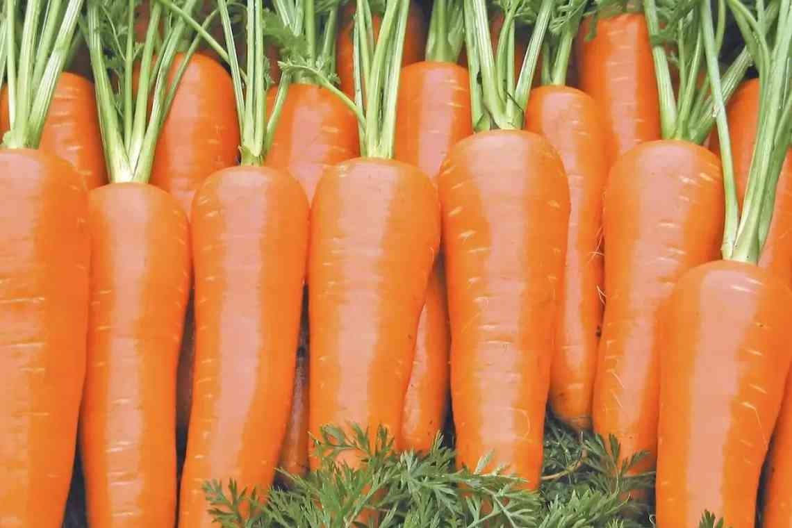 Скільки градусів витримує морква. Які заморозки витримують посіви городніх культур