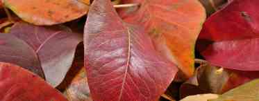 Чому у груші листя бордові. П'ять причин почервоніння листя на груші