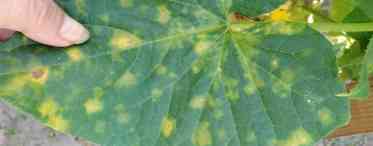 Жовті точки на листях огірків. Додавання статті до нової збірки
