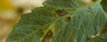 Коричневі плями на листях томатів. Симптоми зараження