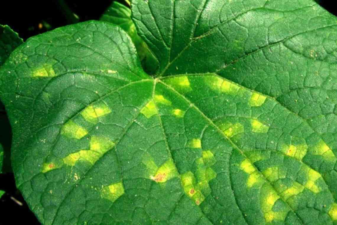 Жовті плями на листях огірків чим лікувати. Причини пожовщення середнього і верхнього листя у огірків