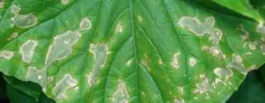 Бурі плями на листях огірків. Що робити, якщо з'явилися плями на листях огірків?