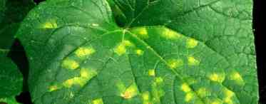 Чому на листях огірків жовті плями, що робити. Жовті плями на листях огірків