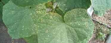 Плями на листях огірків у теплиці, що робити. Що робити, якщо з'явилися плями на листях огірків?