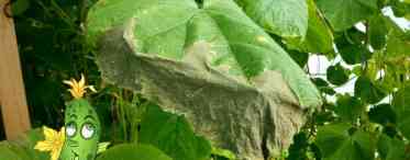 Листя огірків мляве. Чому вянуть листя на огірках і що терміново потрібно робити