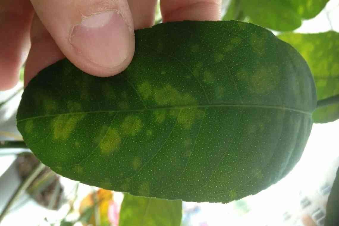 Чому з'являються жовті плями на листях огірків. Жовті плями на листях огірків