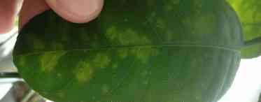 Чому з'являються жовті плями на листях огірків. Жовті плями на листях огірків