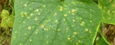 Що це жовті плями на листях огірків. Жовті плями на листях огірків