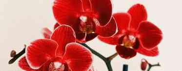 Орхідея Лудізія червоніє листя. Дізнайтеся, чому червоніє аркуш біля орхідеї і що робити?