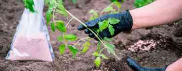 Які добрива вносити при посадці полуниці в серпні. Підготовка ґрунту для посадки полуниці в серпні 2020 року
