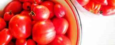 Томат для свіжого вживання Дебют F1. Сорт для фермерів і новачків - томат Дебют F1: опис помідорів і особливості їх вирощування