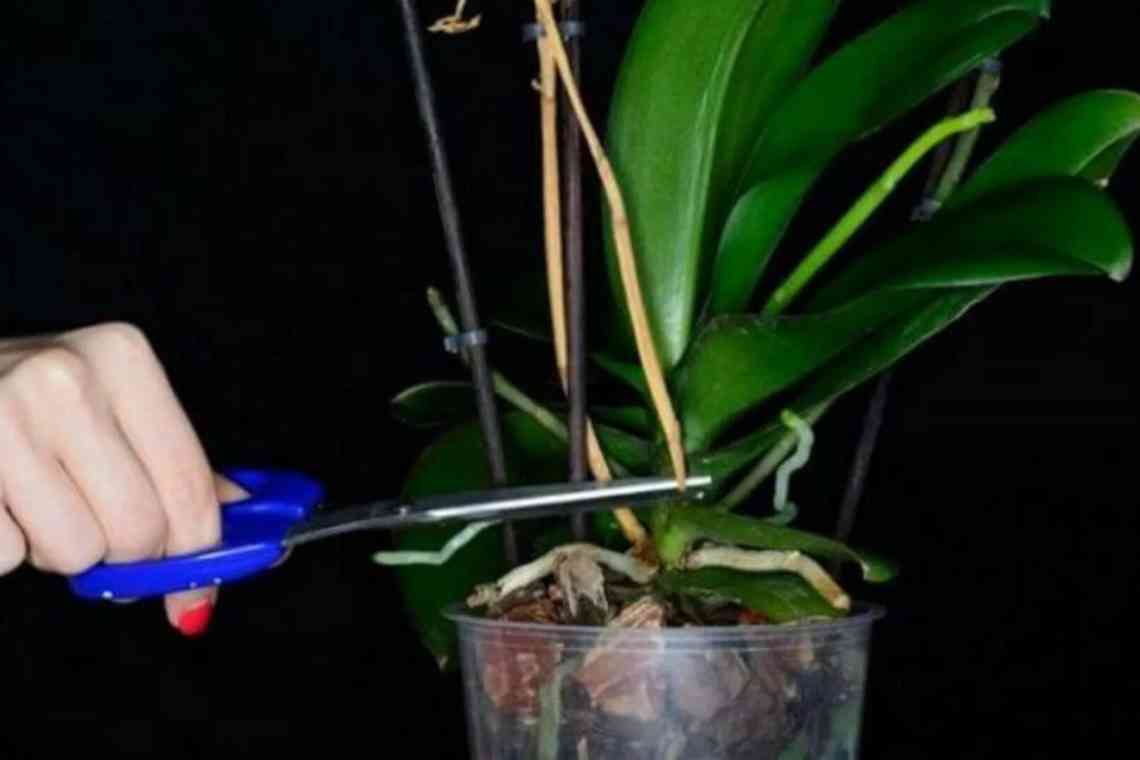 Як обрізати засохлий кольоронос біля орхідеї. Місця можливої обрізки