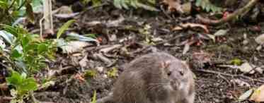 У городі миші. Як боротися з гризунами на городі і в саду: народні засоби та методи