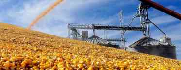 Технологии обработки и обогащения семян кукурузы